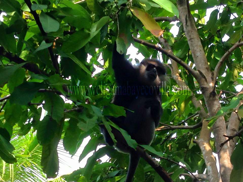 Weligama Bay Eco Villa 外观 照片